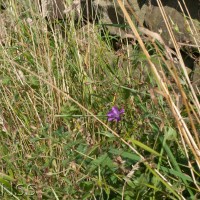 French Cranesbill Cross
